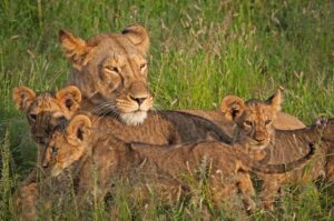 Lioness at Samburu National Park