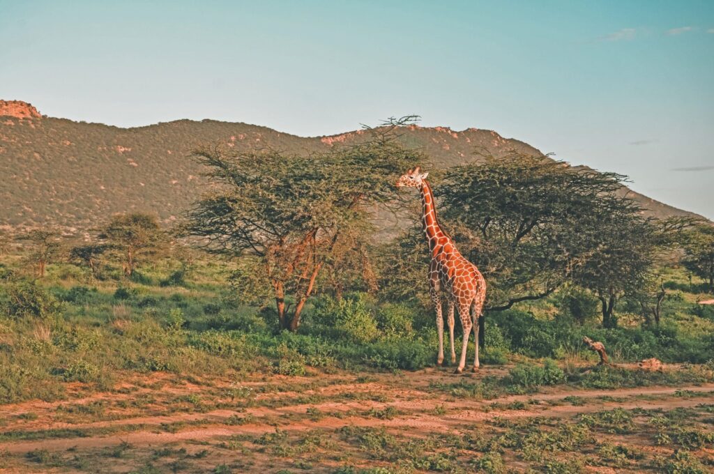 samburu national park giraffe 